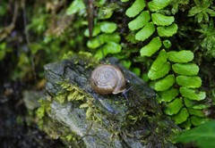 Helicodonta angigyra