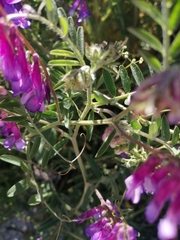 Vicia villosa