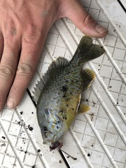 Lepomis gibbosus × cyanellus