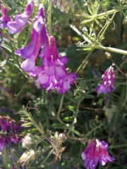 Vicia villosa