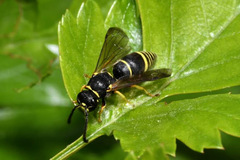 Allodynerus delphinalis