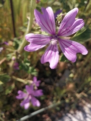 Malva sylvestris