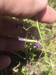 Triodanis leptocarpa