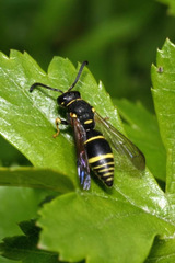 Allodynerus delphinalis