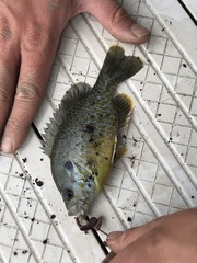 Lepomis gibbosus × cyanellus