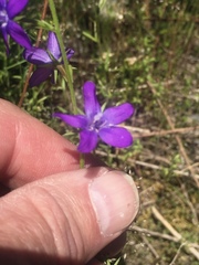 Triodanis leptocarpa