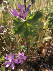 Malva sylvestris