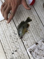 Lepomis gibbosus × cyanellus