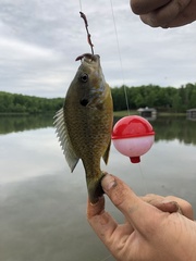 Lepomis gibbosus × cyanellus