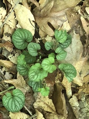 Viola walteri