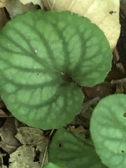 Viola walteri