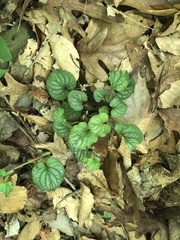 Viola walteri