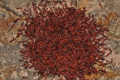 Dorylus helvolus