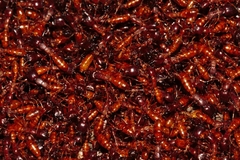 Dorylus helvolus