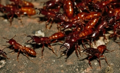 Dorylus helvolus