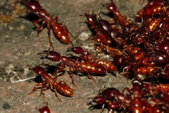 Dorylus helvolus