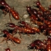 Helvolus-group Driver Ants and Allies - Photo (c) i_c_riddell, some rights reserved (CC BY), uploaded by i_c_riddell