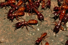 Dorylus helvolus