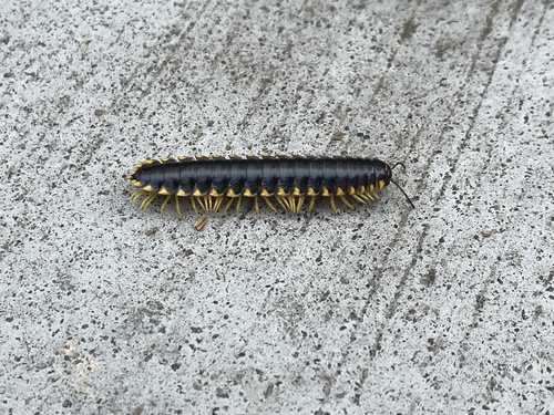 Yellow-and-black Flat Millipede photo 6