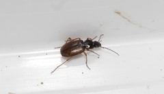 Agonum sordidum