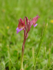 Anacamptis papilionacea papilionacea
