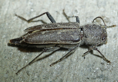 Xylotrechus sagittatus