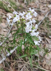 Cardamine trifida