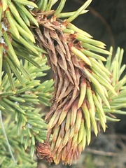 Pineus