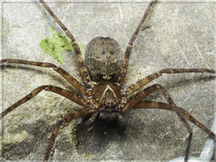 Heteropoda simplex