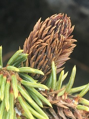 Pineus
