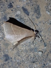 Tetracis cervinaria
