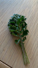 Jacobaea vulgaris