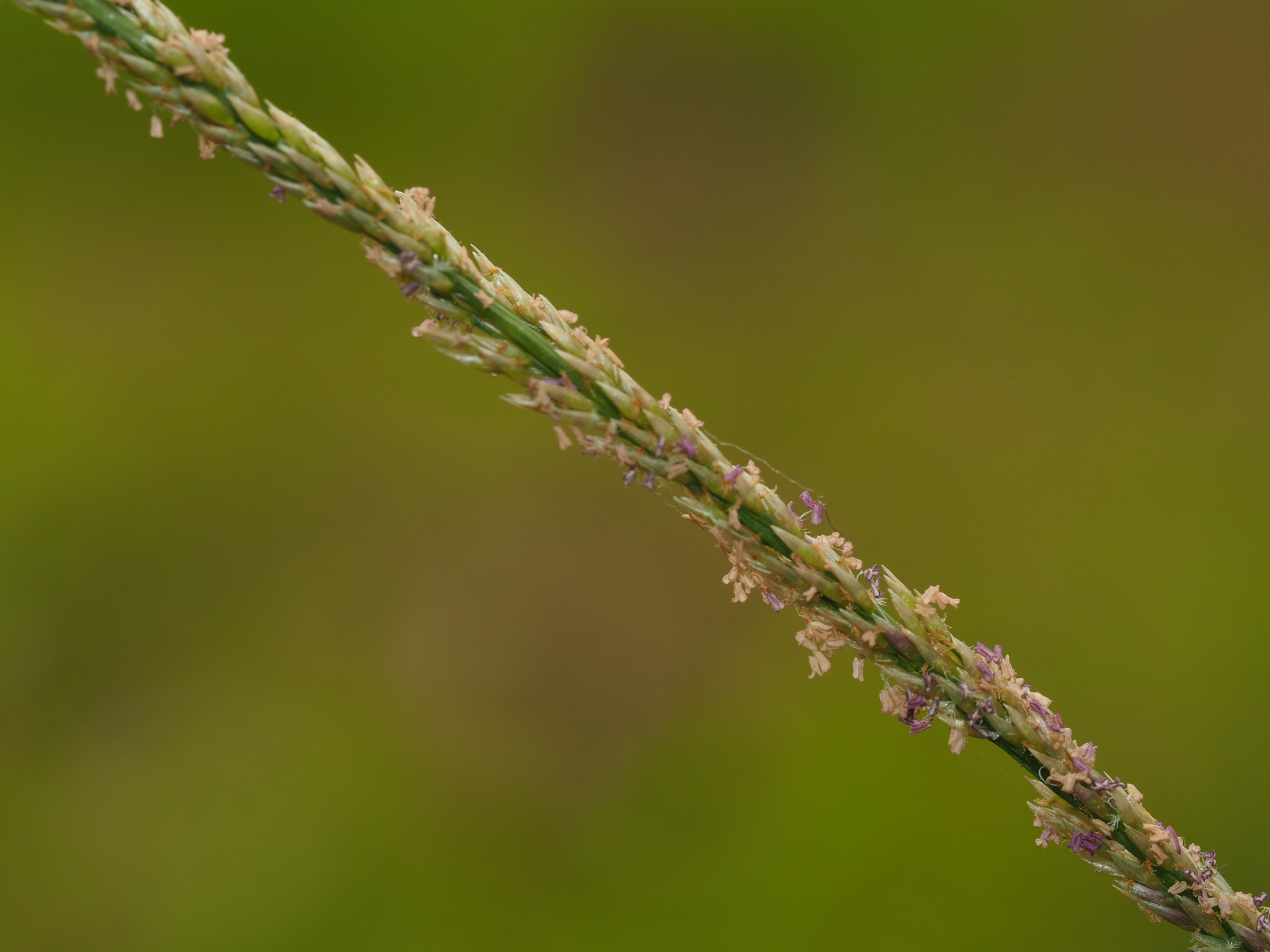 Sporobolus fertilis