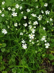 Rabelera holostea