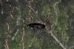 Periplaneta japonica