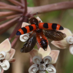 Trichodes apivorus
