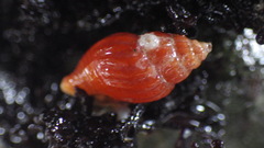 Amphissa versicolor