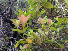 Exobasidium vaccinii-uliginosi