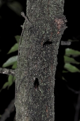 Periplaneta japonica