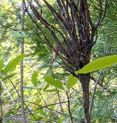 Exobasidium vaccinii-uliginosi