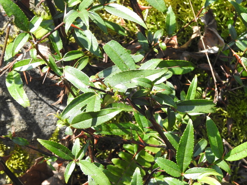 Zanthoxylum acanthopodium, photograph 4