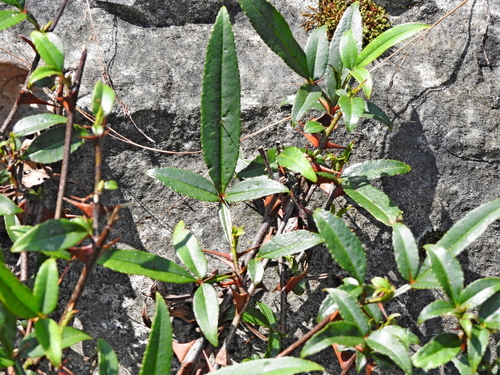 Zanthoxylum acanthopodium, photograph 5