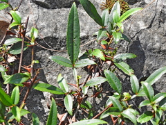 Sichuan pepper (Zanthoxylum acanthopodium)