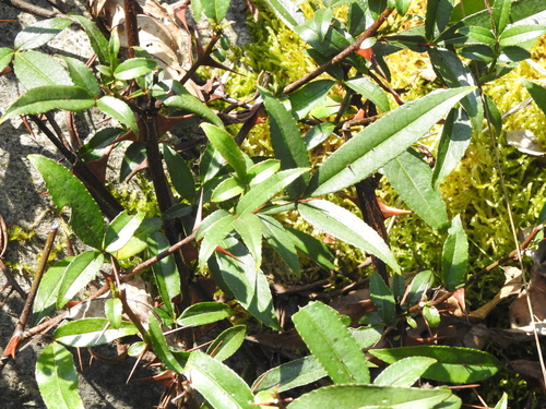 Zanthoxylum acanthopodium, photograph 6