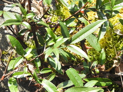 Zanthoxylum acanthopodium, photograph (c) Jacy Chen, some rights reserved (CC BY)