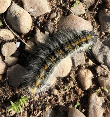 Bombycomorpha bifascia