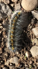 Bombycomorpha bifascia