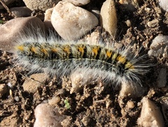 Bombycomorpha bifascia