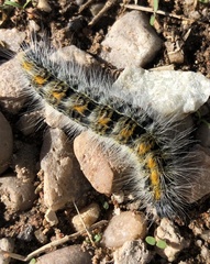 Bombycomorpha bifascia
