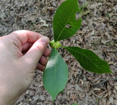 Phylloxera caryaecaulis